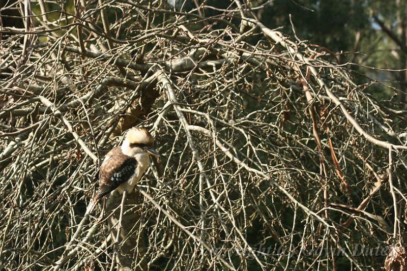 Kookaburra, Tindale Gardens IMG_6947.JPG